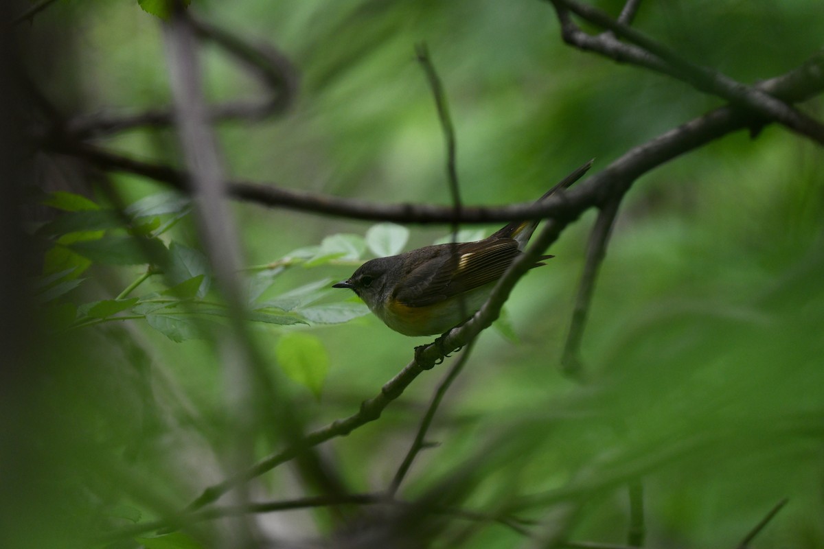 American Redstart - joe demko