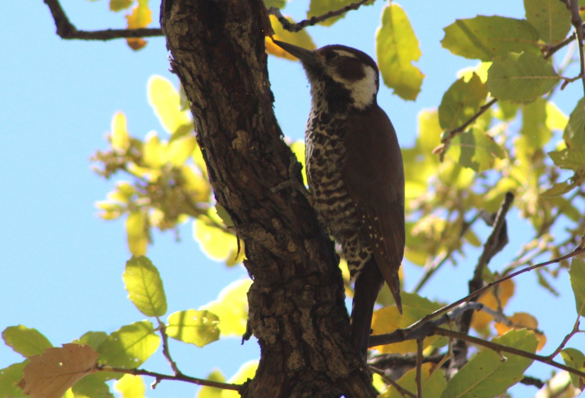 Arizona Woodpecker - Tommy DeBardeleben