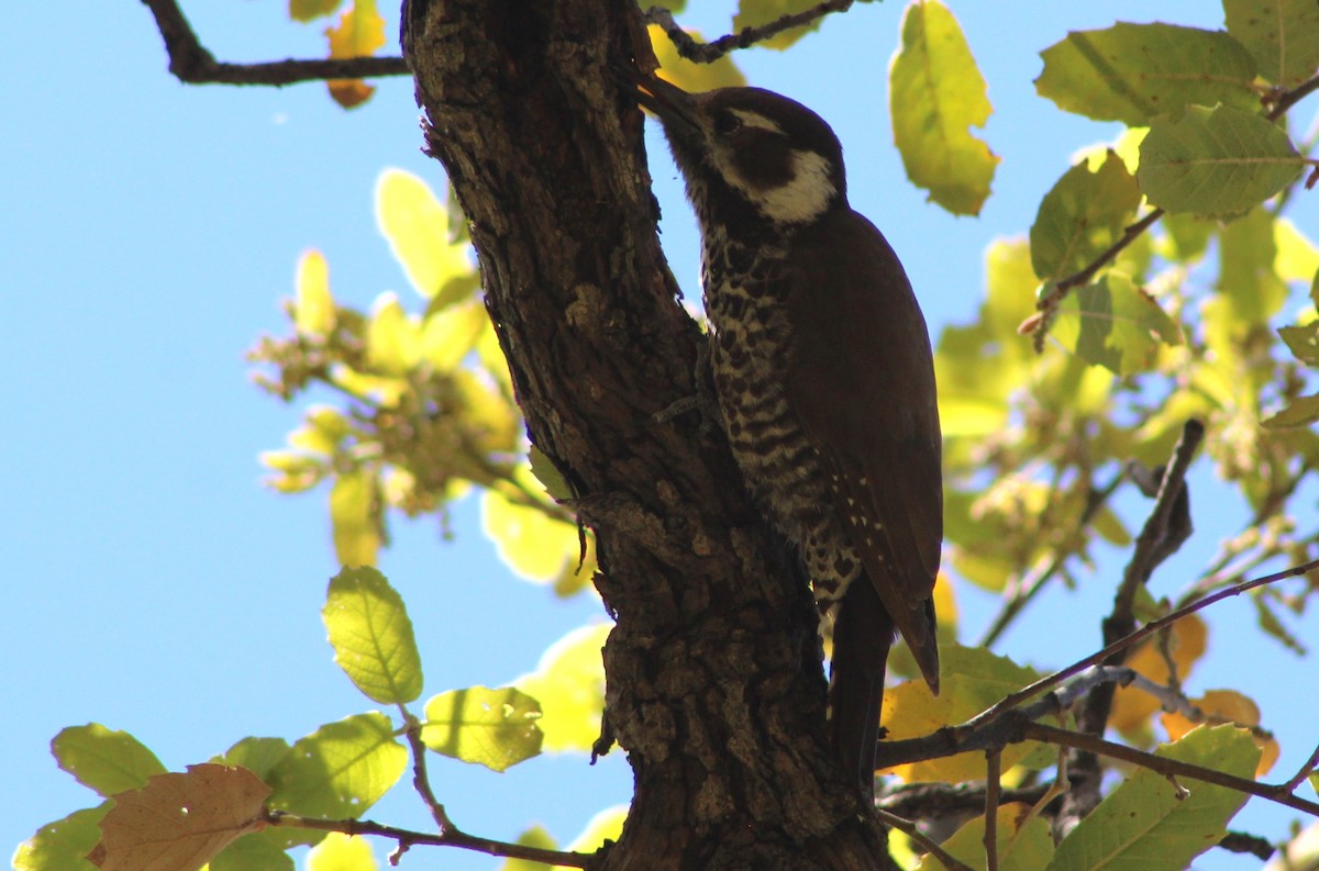 Arizona Woodpecker - Tommy DeBardeleben