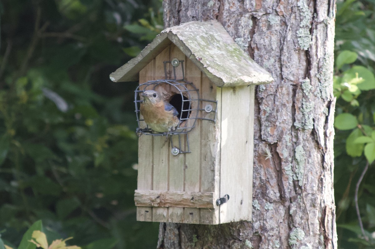 Eastern Bluebird (Eastern) - Anonymous