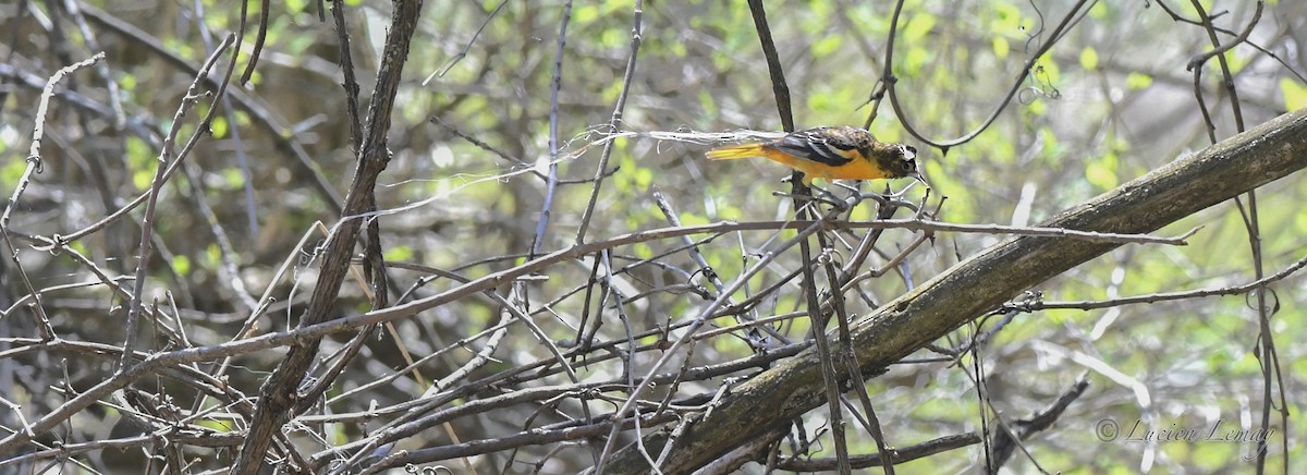 Baltimore Oriole - Lucien Lemay