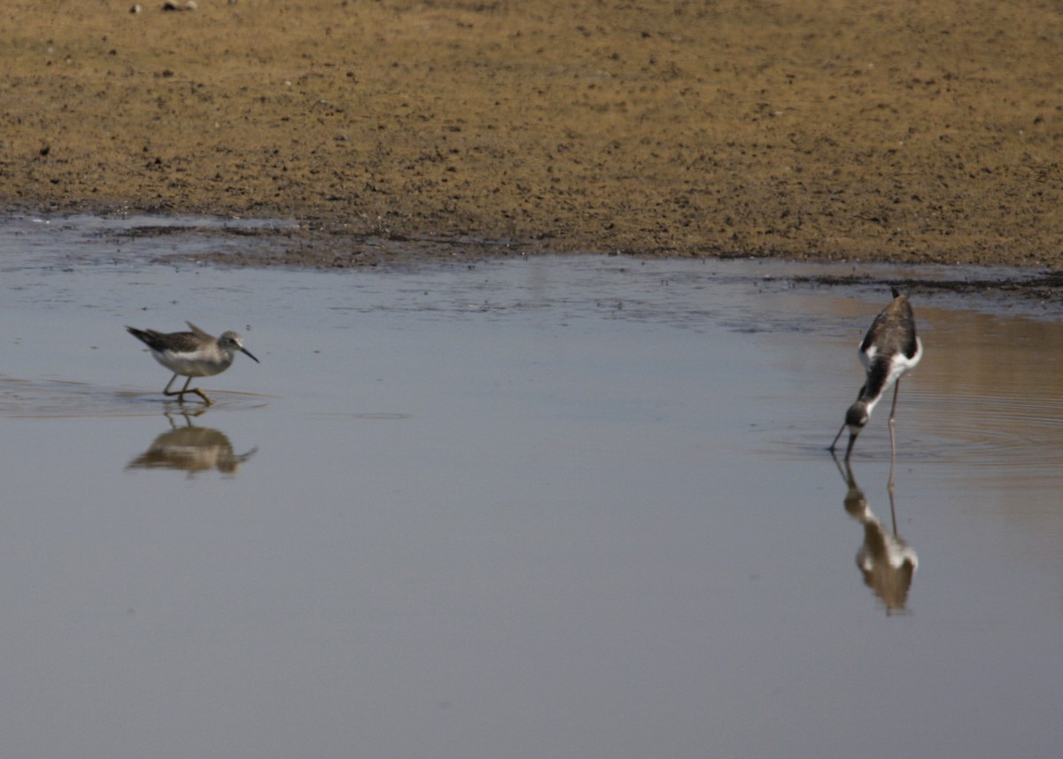 Lesser Yellowlegs - ML619251374