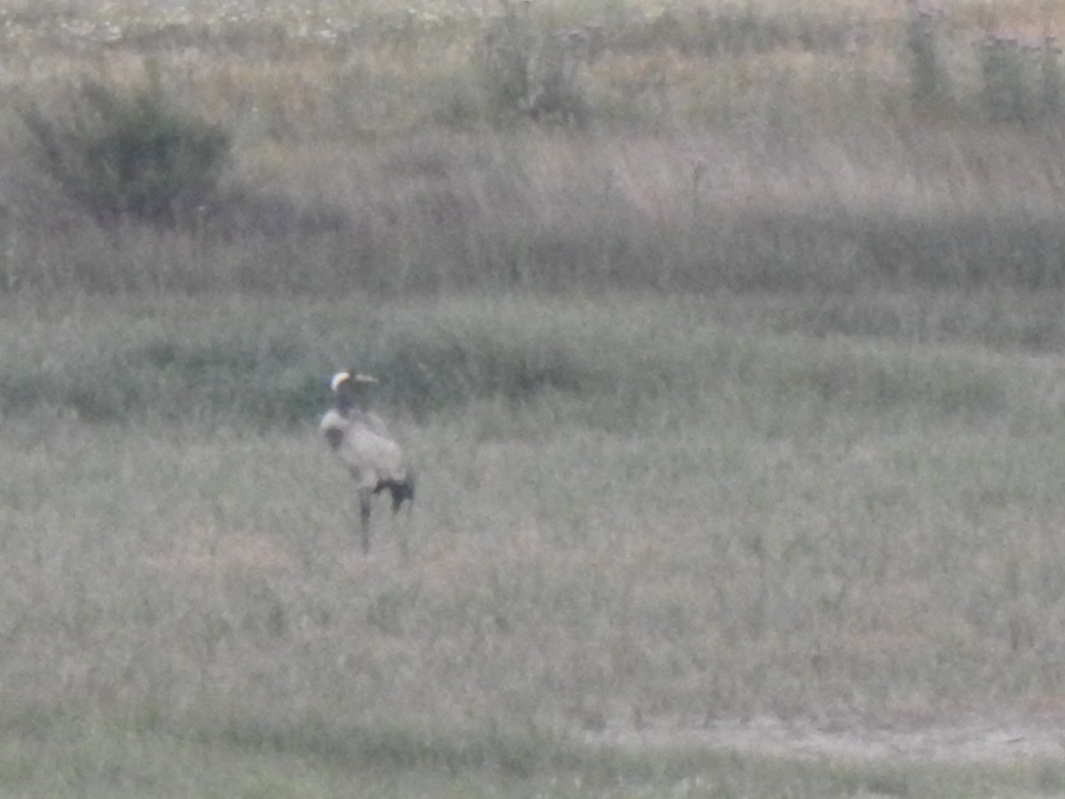 Common Crane - Gary Losada