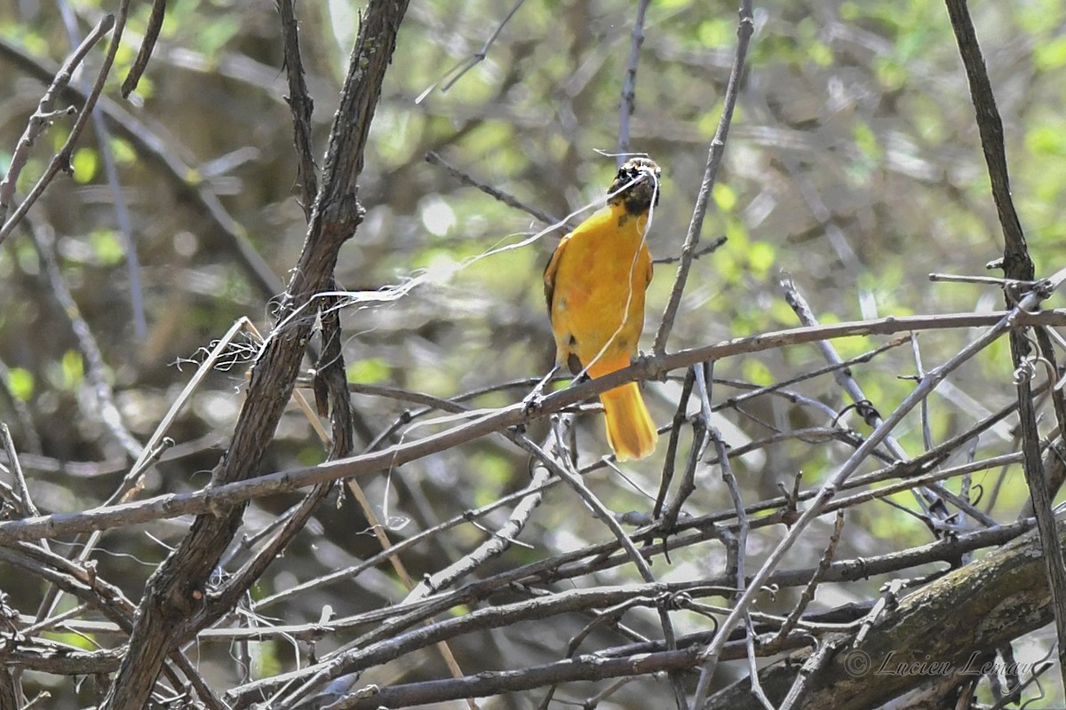 Baltimore Oriole - Lucien Lemay