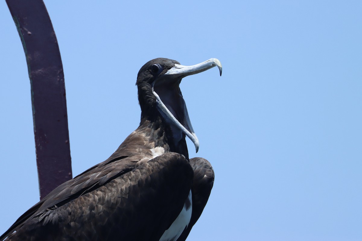 Magnificent Frigatebird - ML619251390