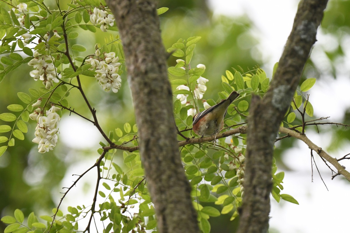 Bay-breasted Warbler - joe demko