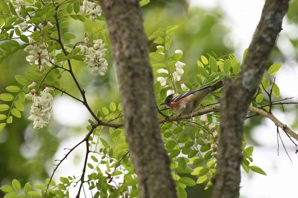 Bay-breasted Warbler - joe demko