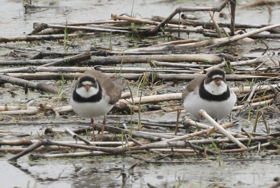 Semipalmated Plover - ML619251406