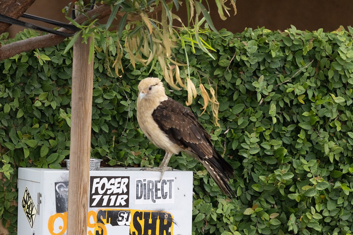 čimango žlutavý - ML619251407