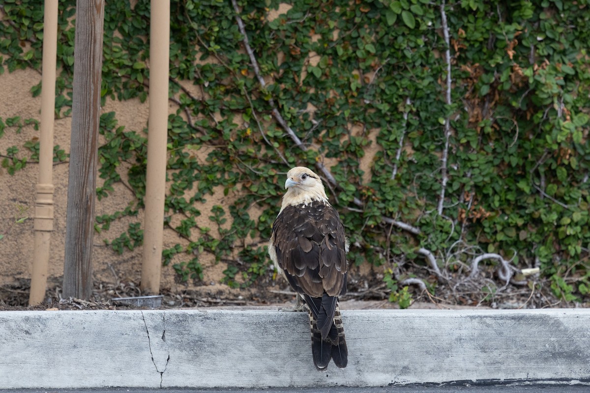 čimango žlutavý - ML619251408