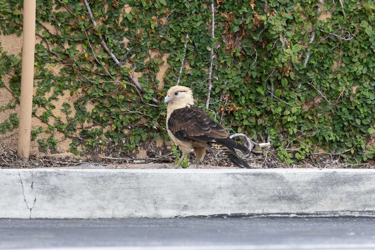 čimango žlutavý - ML619251409