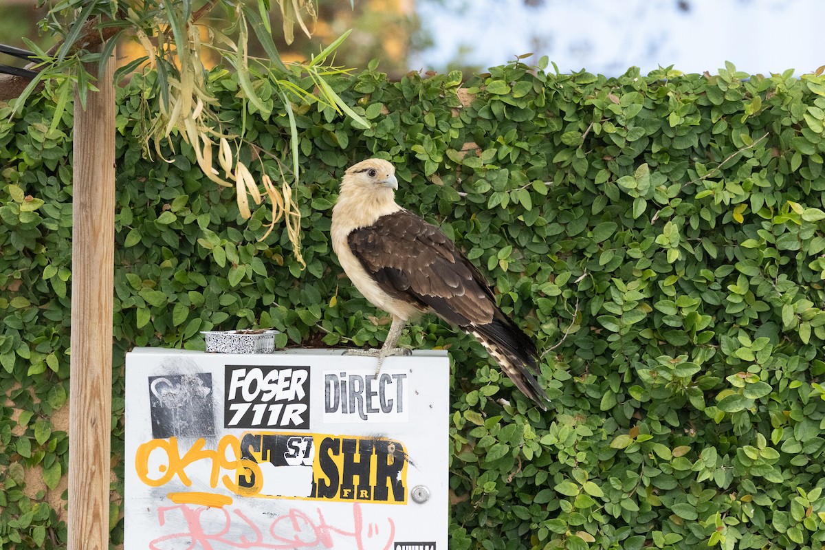 čimango žlutavý - ML619251410