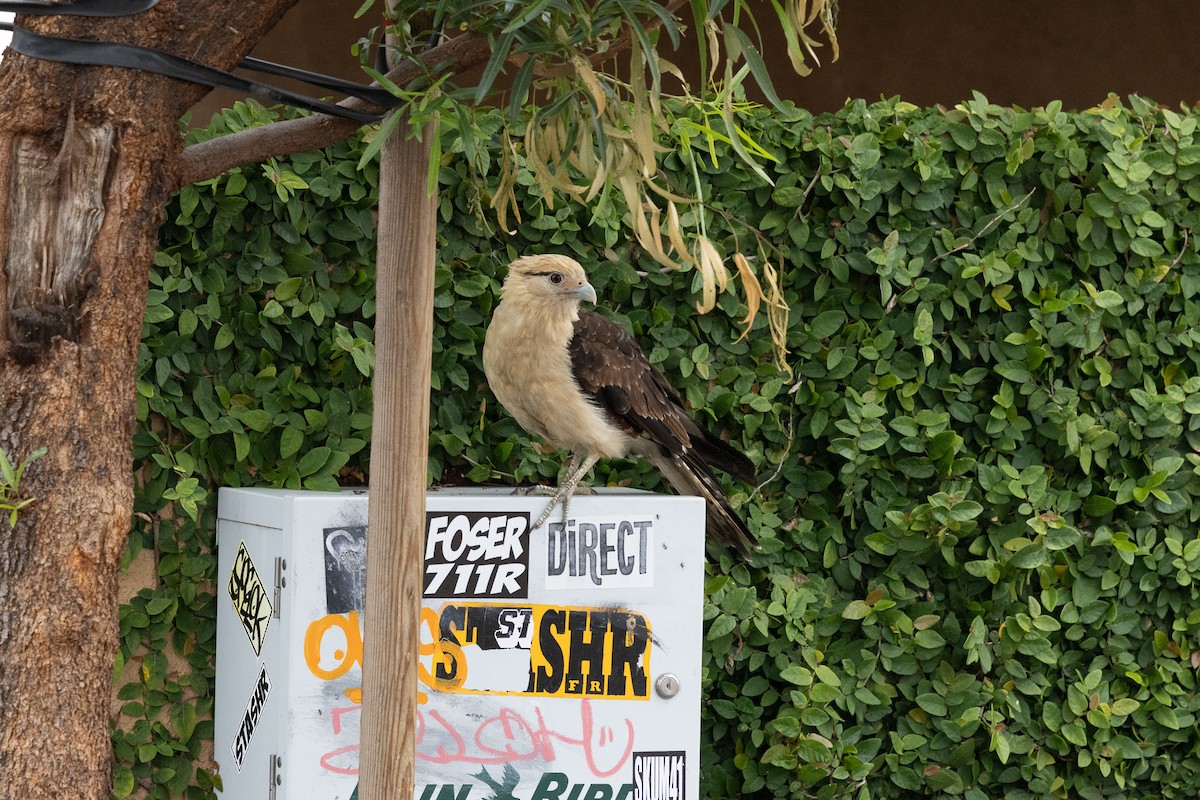 čimango žlutavý - ML619251411