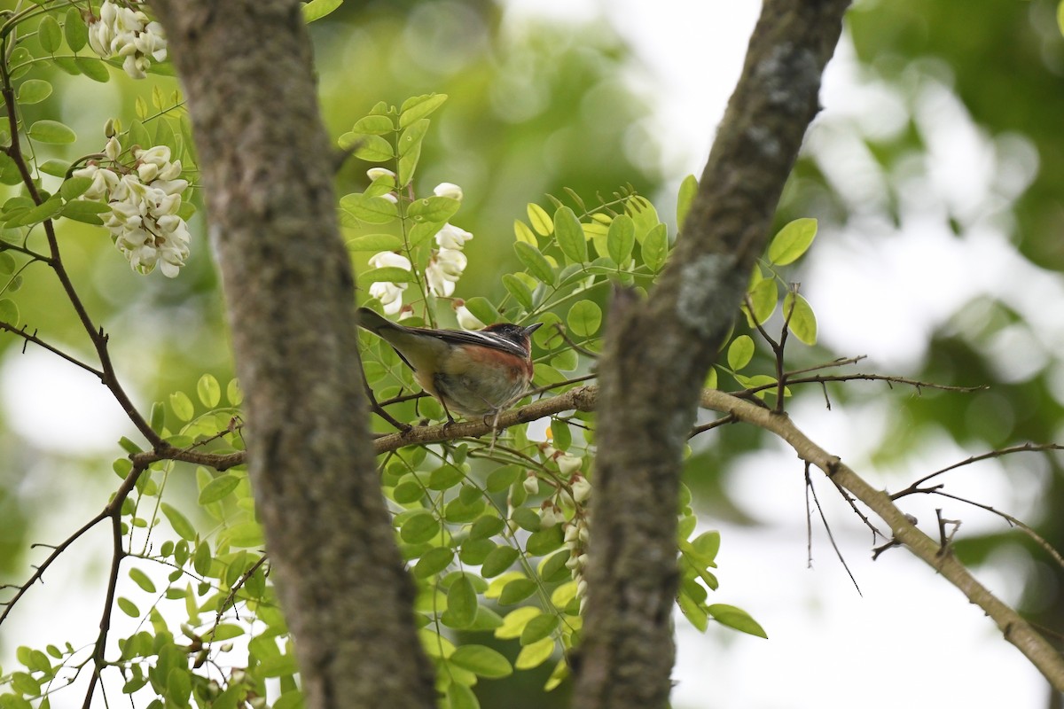 Bay-breasted Warbler - joe demko