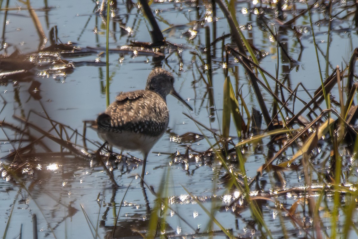 Lesser Yellowlegs - ML619251425