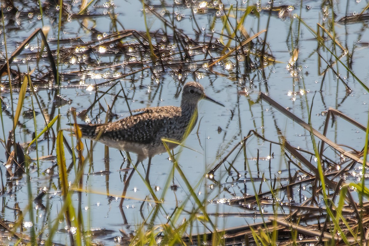 Lesser Yellowlegs - ML619251427