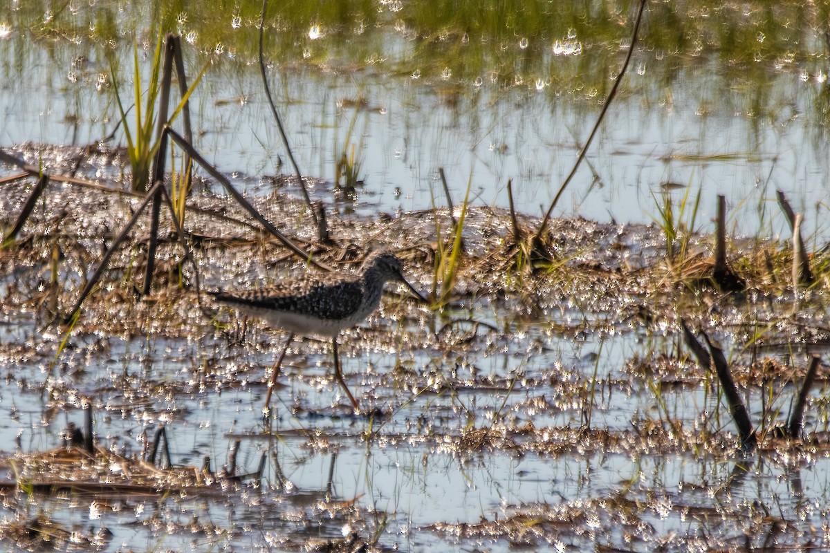 Lesser Yellowlegs - ML619251428