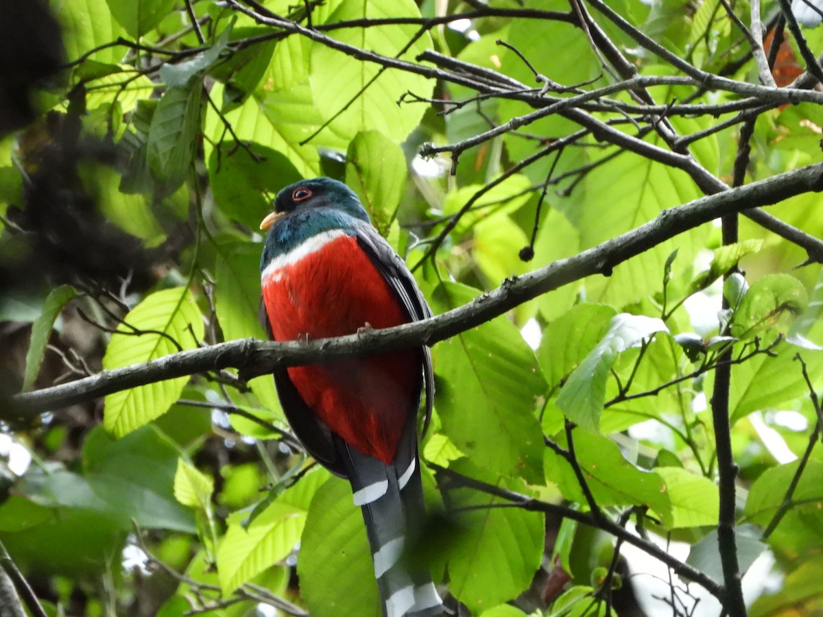 Trogon montagnard - ML619251433