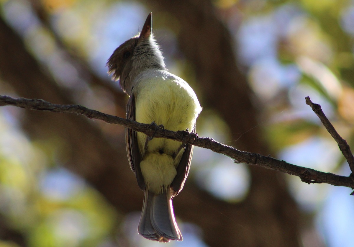 Dusky-capped Flycatcher (olivascens) - ML619251437