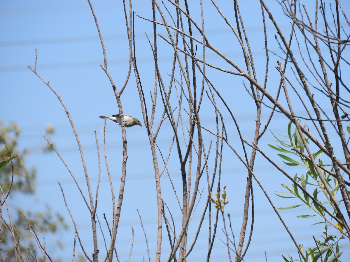 Bell's Vireo (Least) - Erica Rutherford/ John Colbert