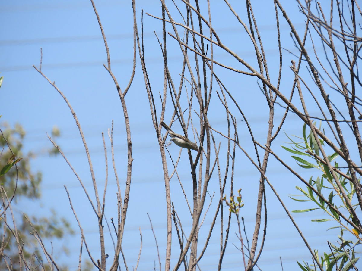 Bell's Vireo (Least) - Erica Rutherford/ John Colbert