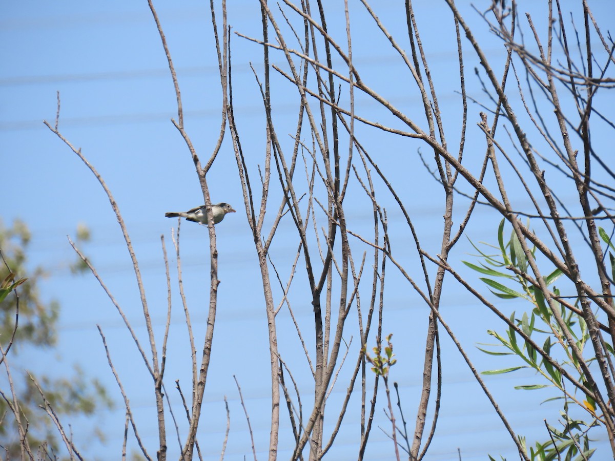 Bell's Vireo (Least) - Erica Rutherford/ John Colbert