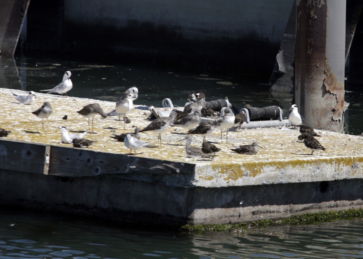 Black Turnstone - ML619251458