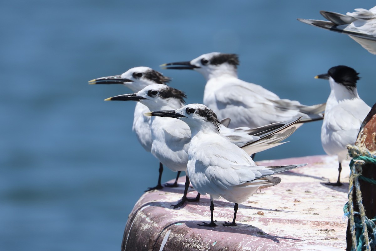 Sandwich Tern - ML619251459