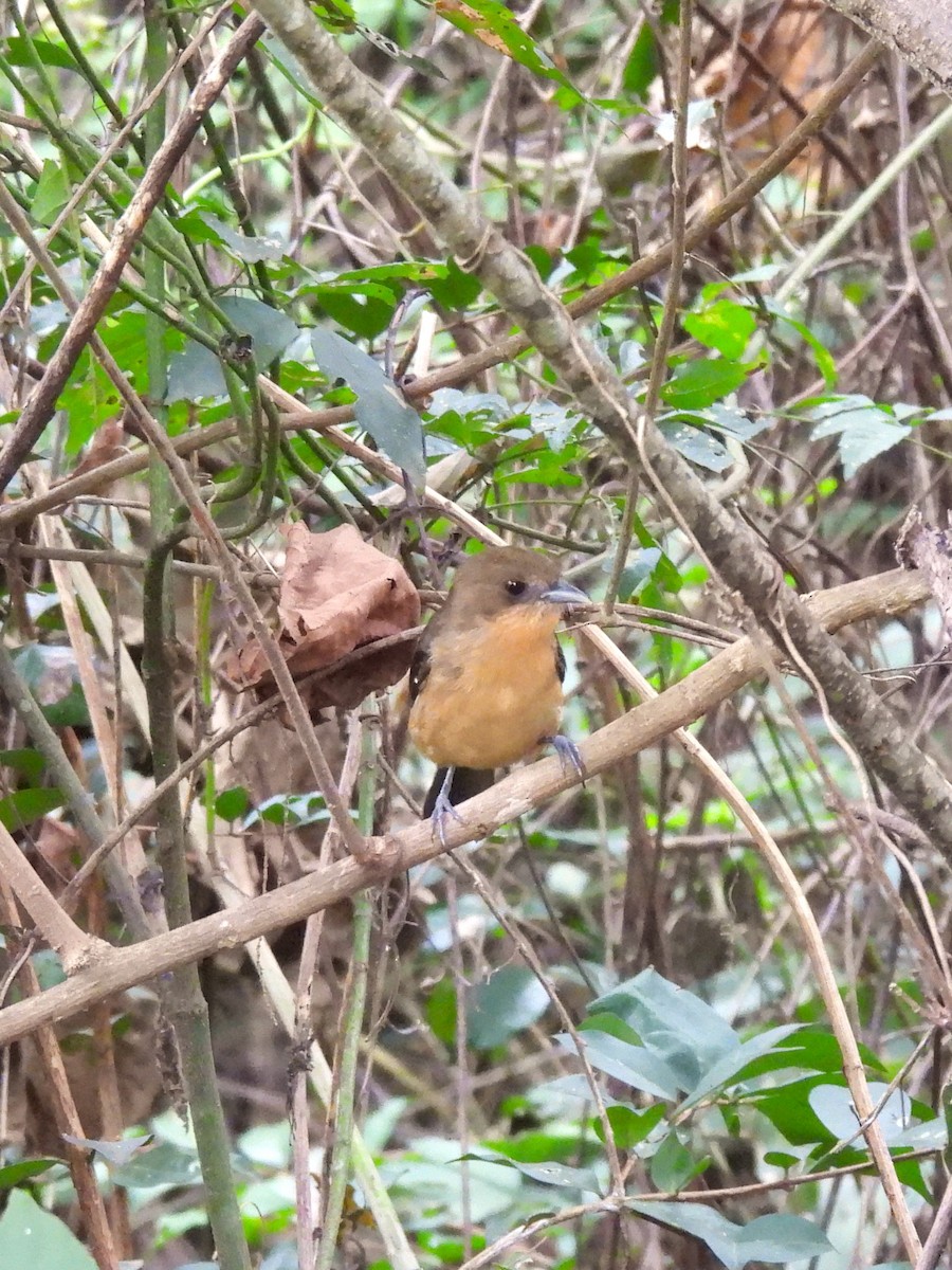 Black-goggled Tanager - Maria Lujan Solis