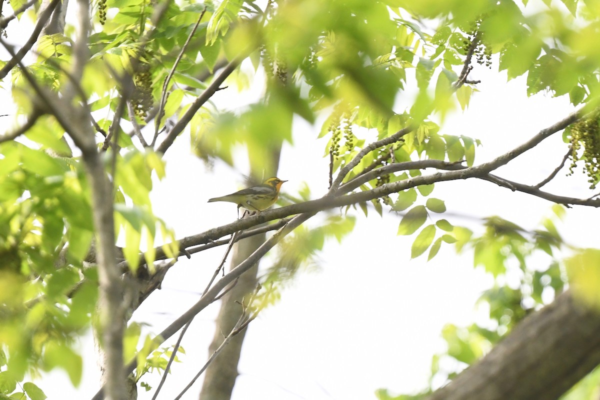 Blackburnian Warbler - joe demko