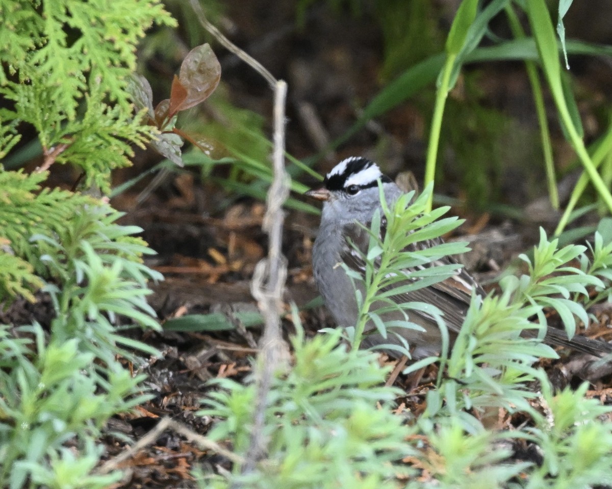 White-crowned Sparrow - Joe Wujcik