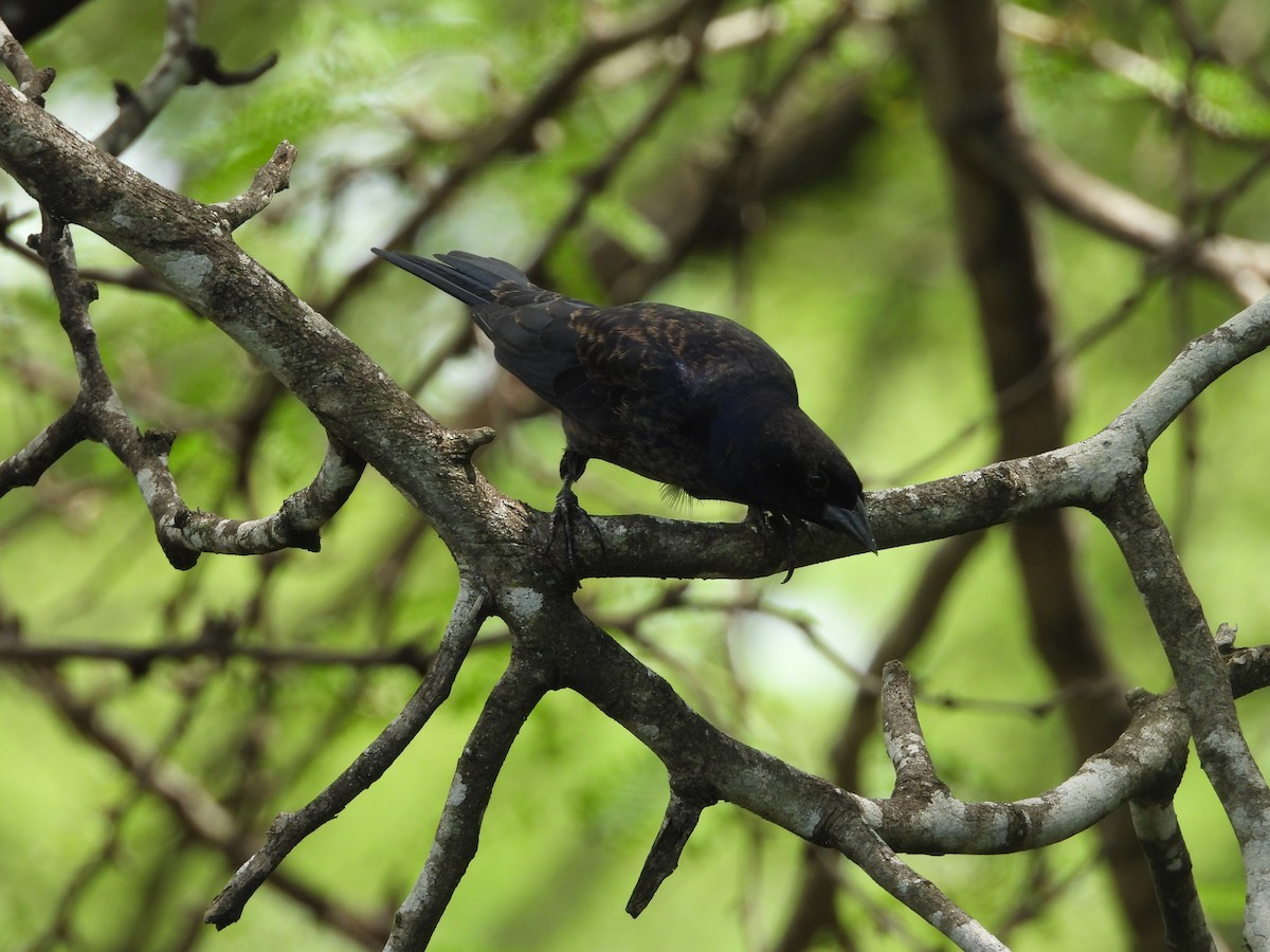 Shiny Cowbird - Nick Komar