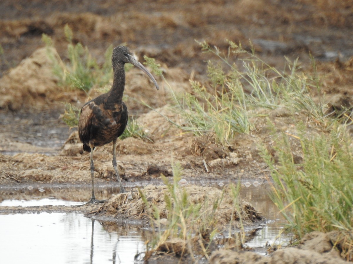 Glossy Ibis - Gary Losada