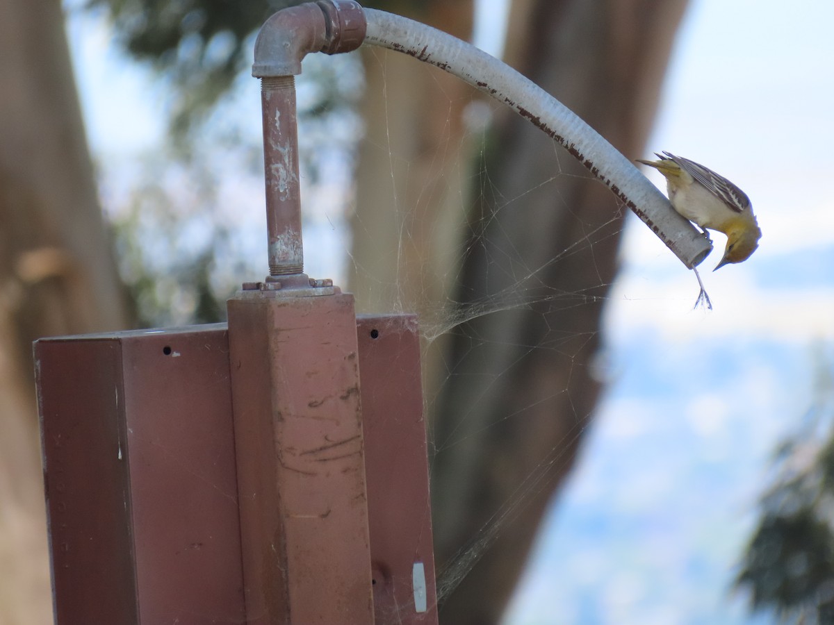 Bullock's Oriole - Erica Rutherford/ John Colbert