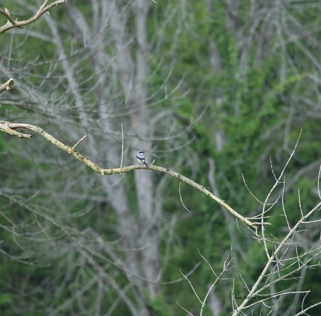 Loggerhead Shrike - ML619251529