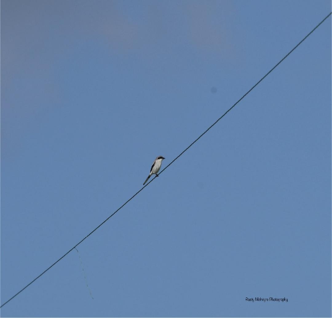 Loggerhead Shrike - ML619251538