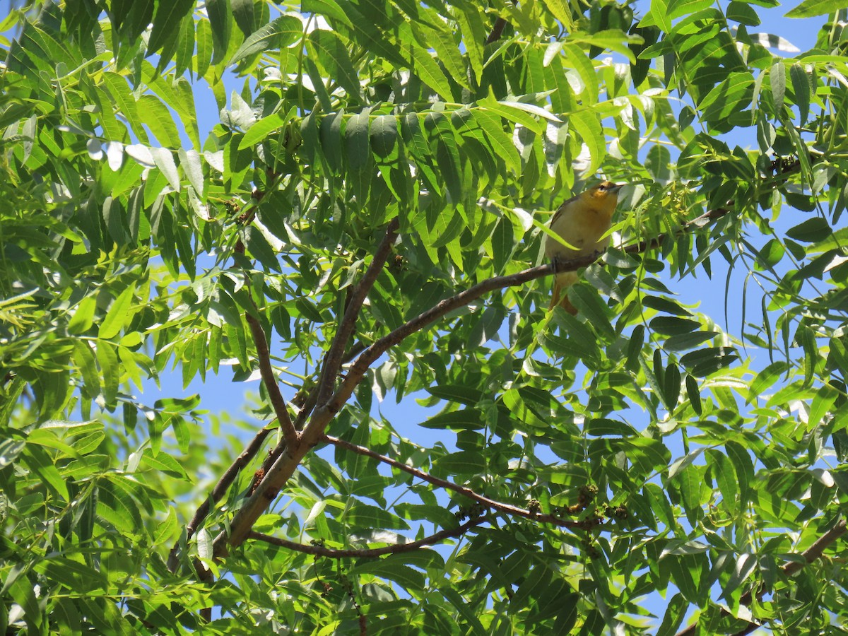 Bullock's Oriole - Erica Rutherford/ John Colbert