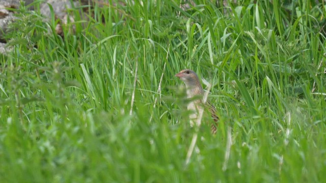 Тариан түнжүүр - ML619251563