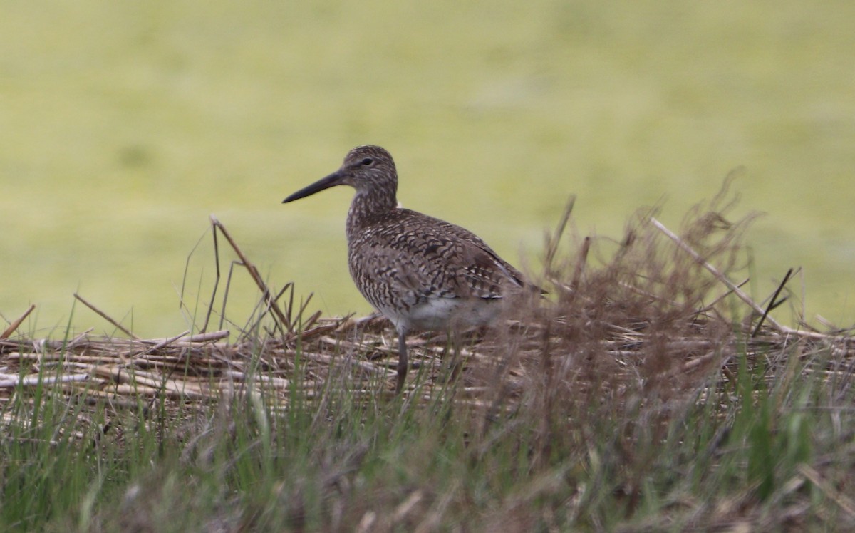 Willet - MA 2