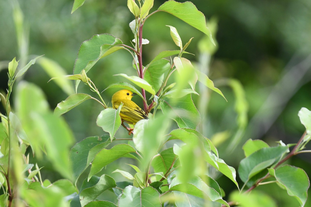 Yellow Warbler - joe demko