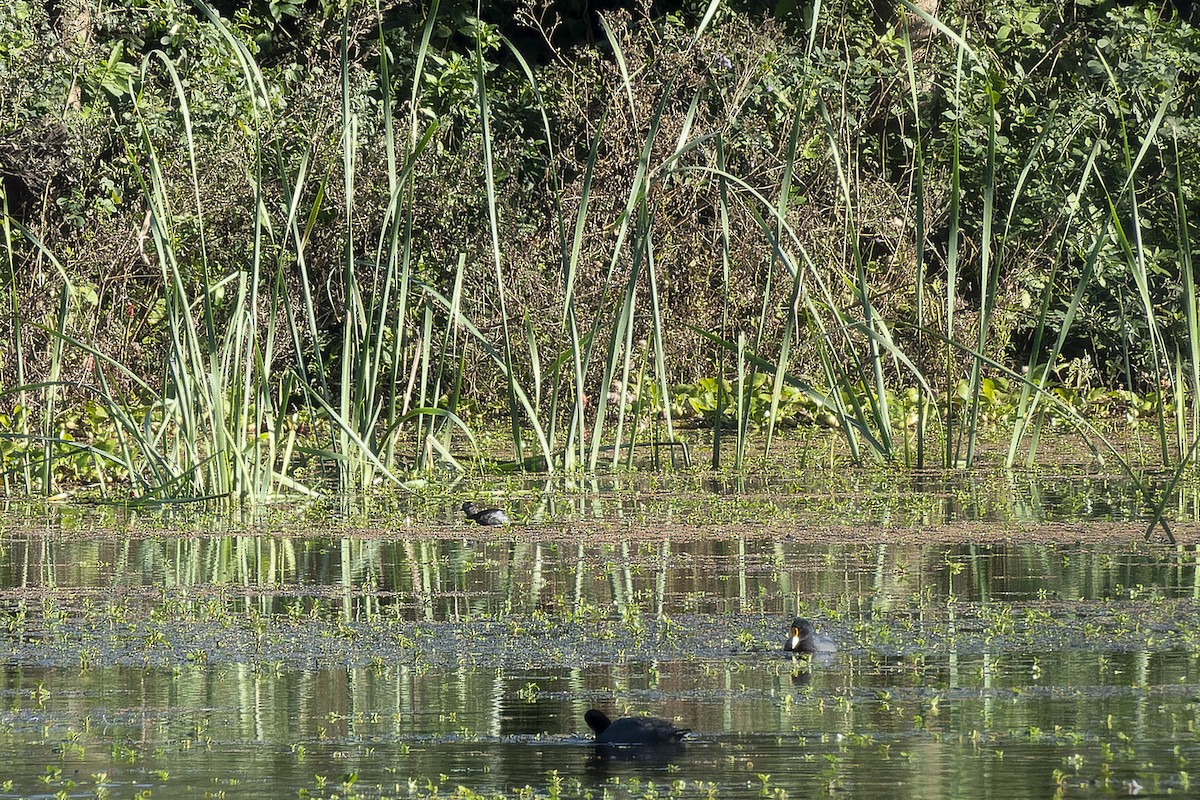 Least Grebe - ML619251596