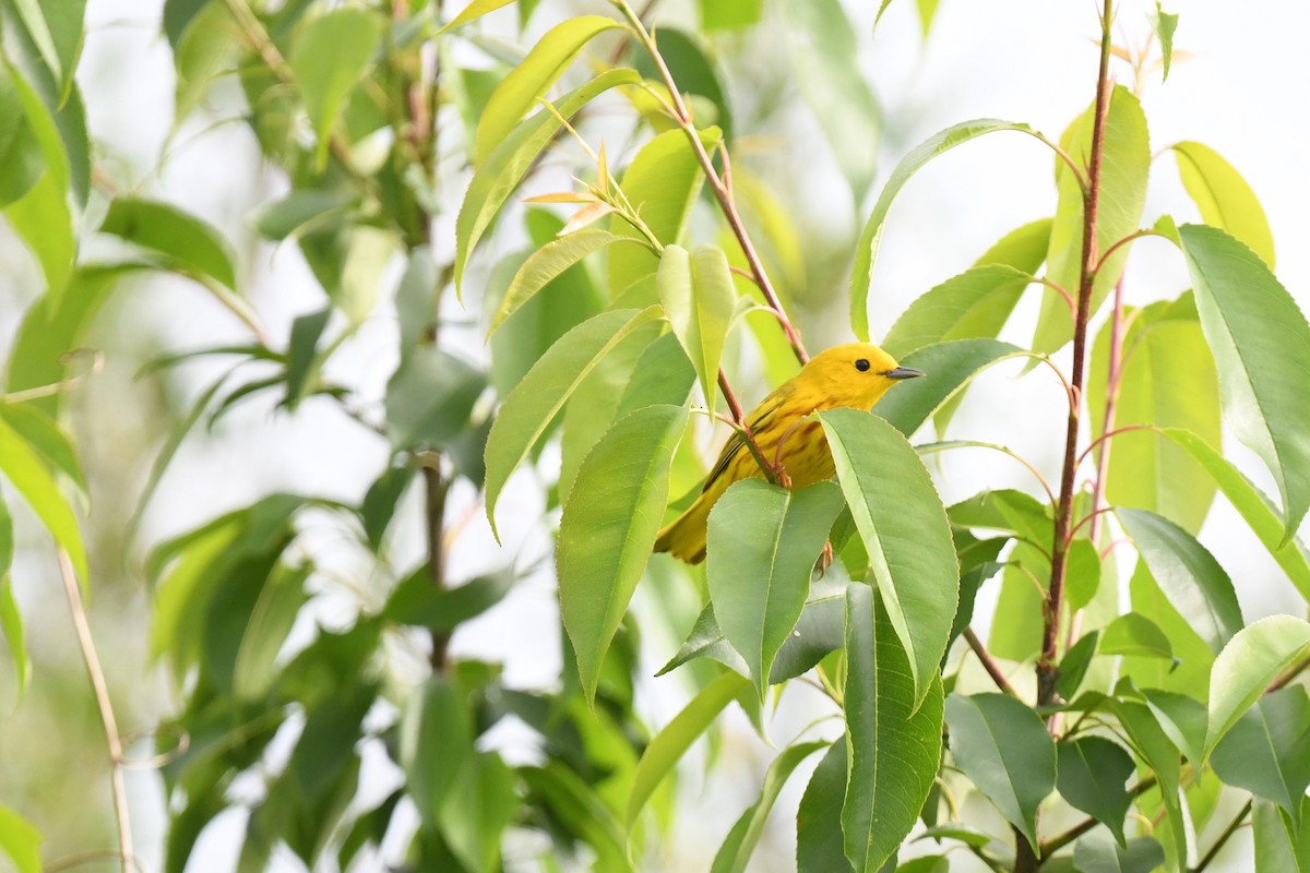 Yellow Warbler - joe demko