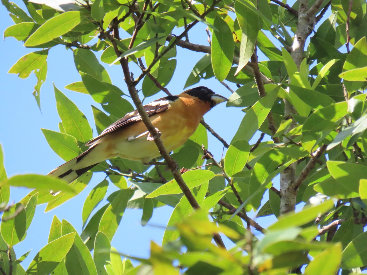 Black-headed Grosbeak - Erica Rutherford/ John Colbert