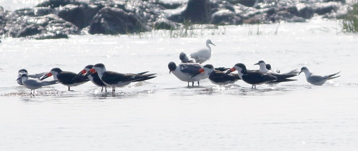 Black Skimmer - Kris Petersen