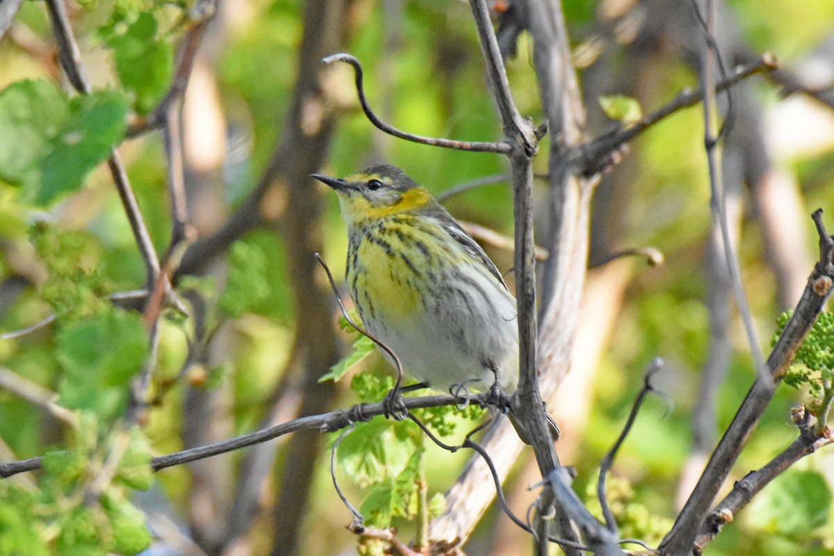 Cape May Warbler - ML619251611