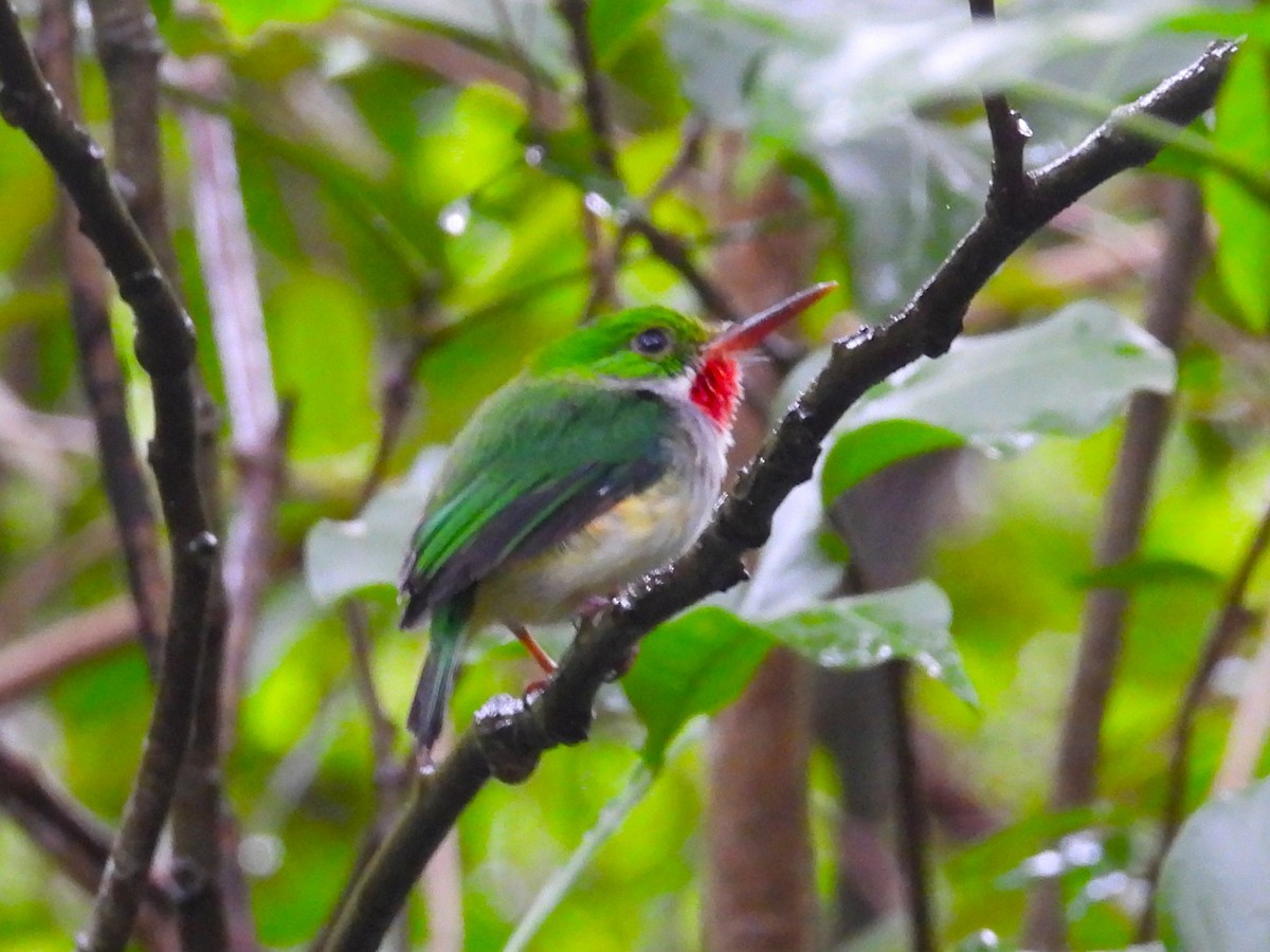 Puerto Rican Tody - Nick Komar