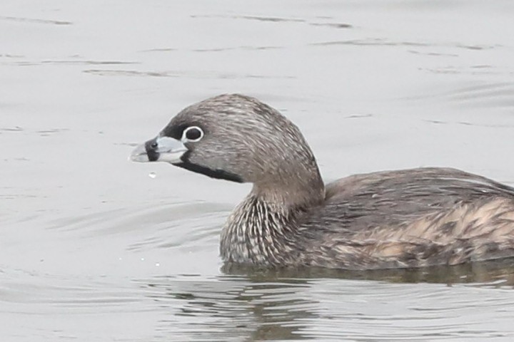 Pied-billed Grebe - ML619251629