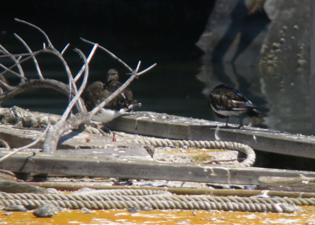 Black Turnstone - William Clark