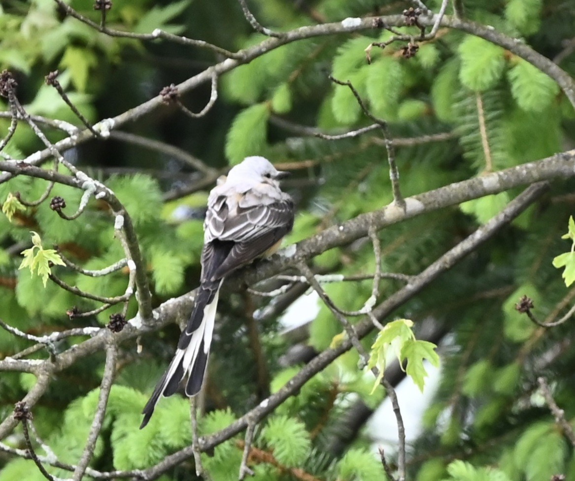 Scissor-tailed Flycatcher - ML619251651