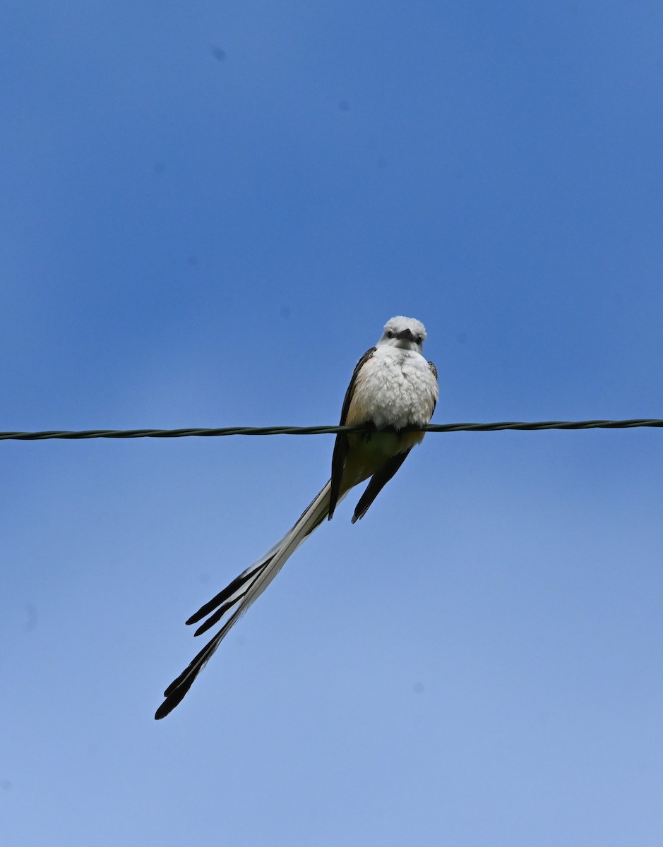 Scissor-tailed Flycatcher - ML619251652